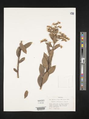 Lepidaploa bolivarensis image