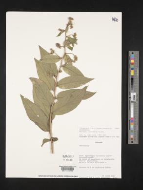 Vernonia canescens image