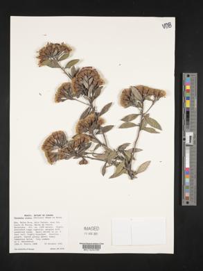 Vernonanthura crassa image