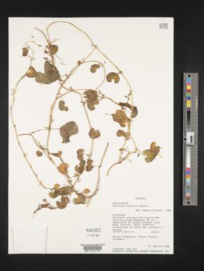 Tournonia hookeriana image