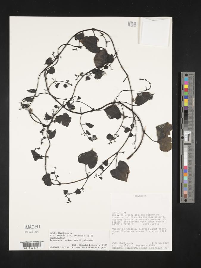 Tournonia image