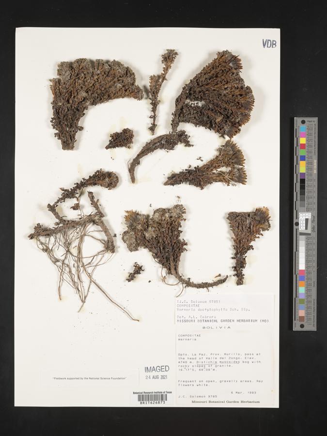 Xenophyllum dactylophyllum image