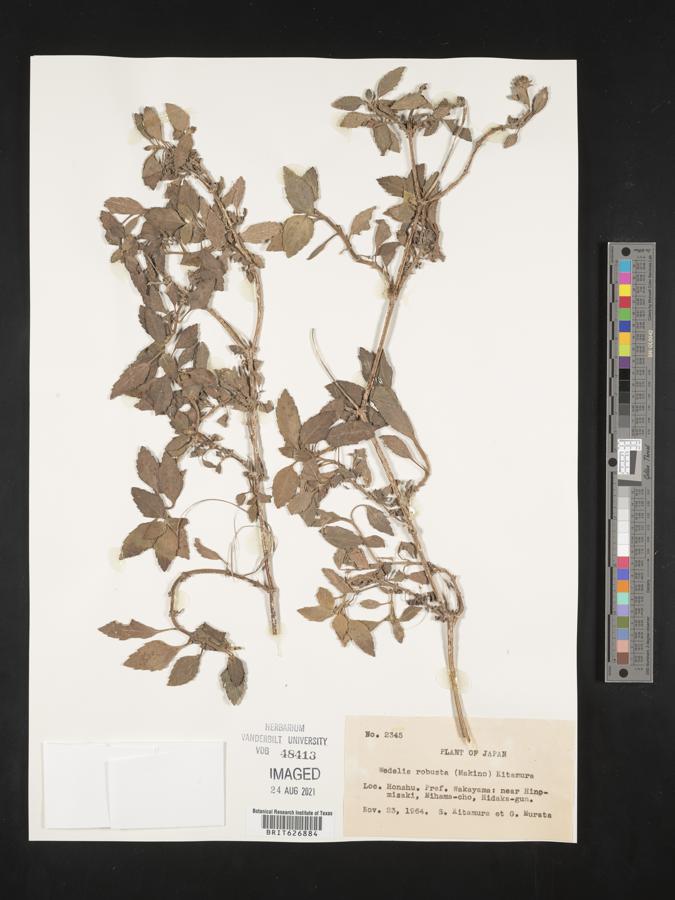 Melanthera robusta image