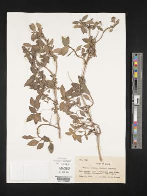 Image of Melanthera robusta
