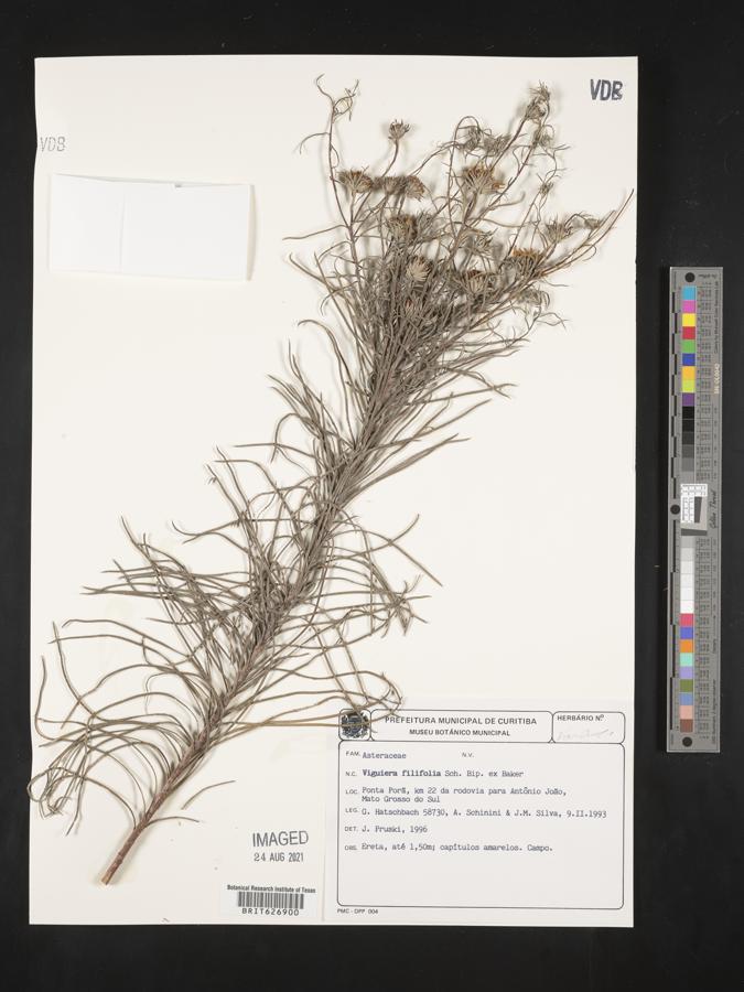 Aldama filifolia image