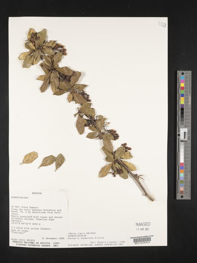 Berberis commutata image