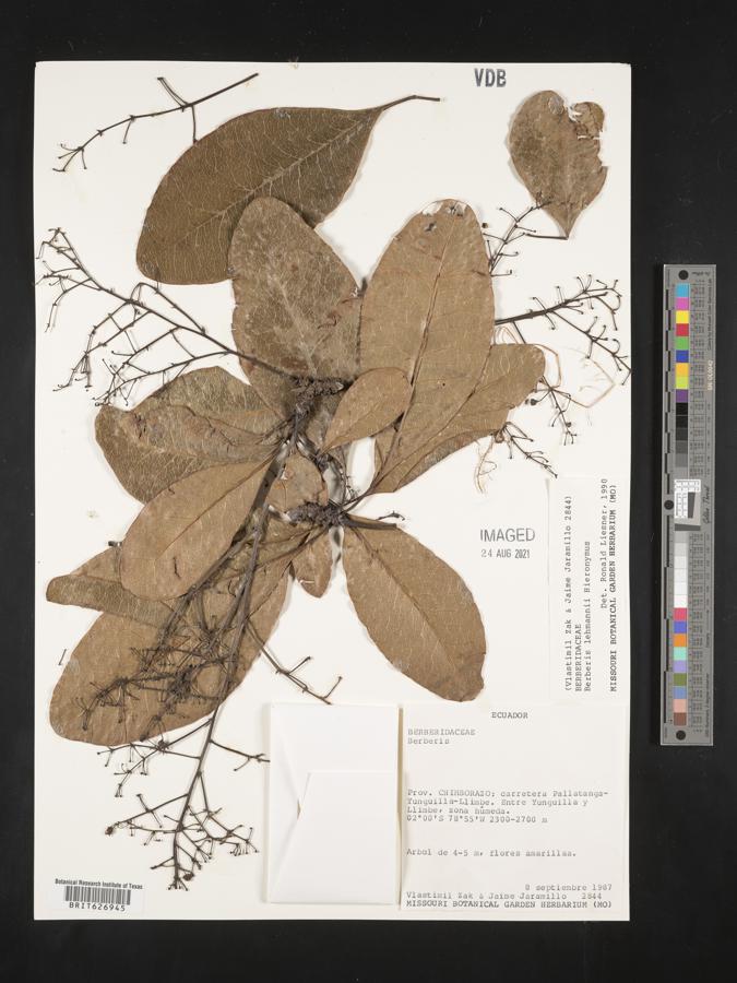 Berberis lehmannii image