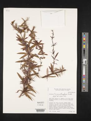 Berberis triacanthophora image