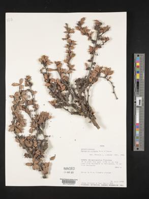Berberis actinacantha image
