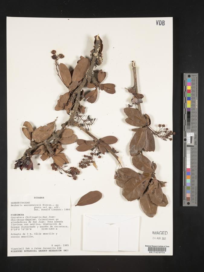 Berberis multiflora image