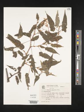 Image of Begonia angulata