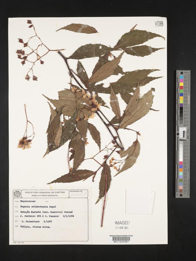 Begonia echinosepala image