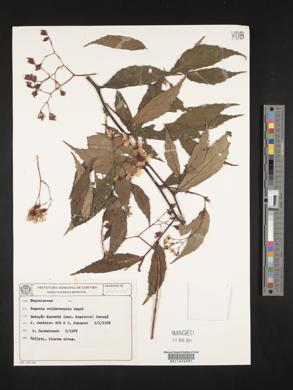 Image of Begonia echinosepala