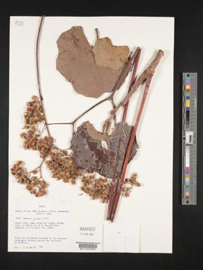 Begonia grisea image