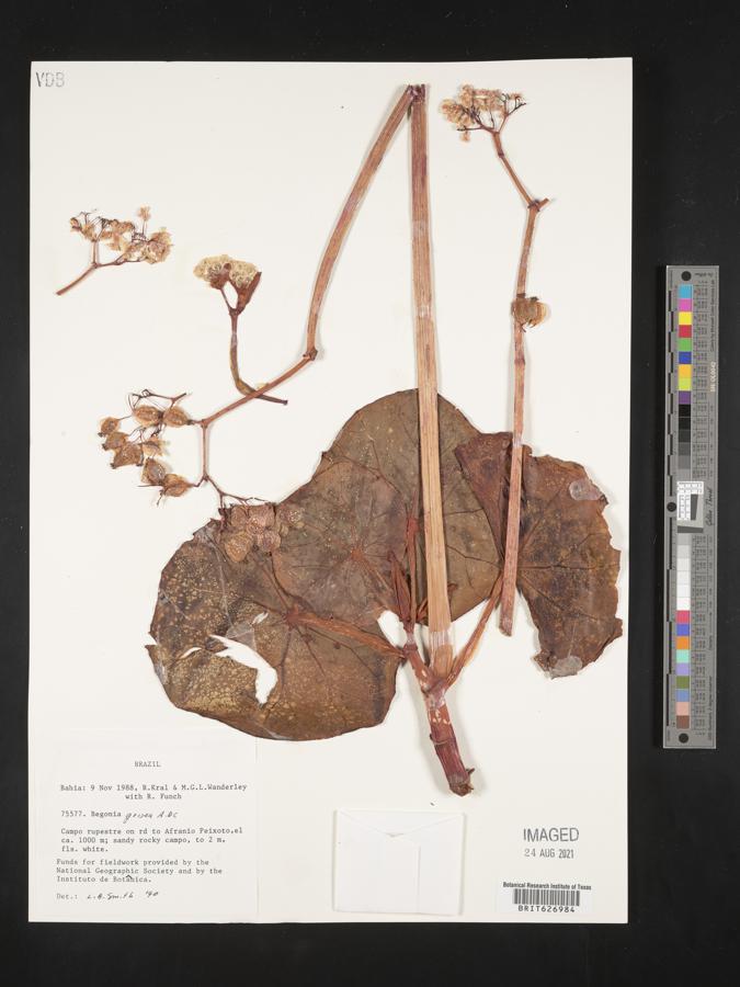 Begonia grisea image