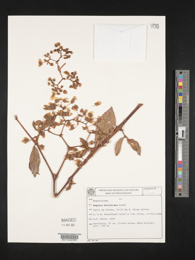 Begonia saxicola image
