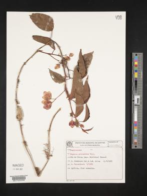 Begonia radicans image