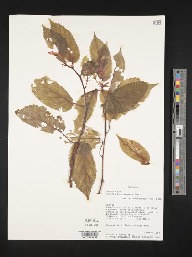 Begonia longirostris image