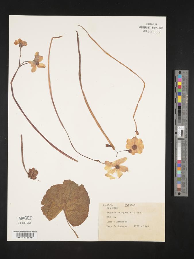 Begonia octopetala image