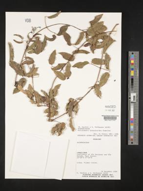 Dolichandra cynanchoides image
