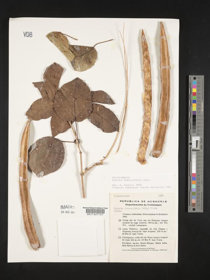 Bignonia neoheterophylla image