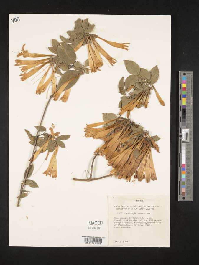 Pyrostegia venusta image