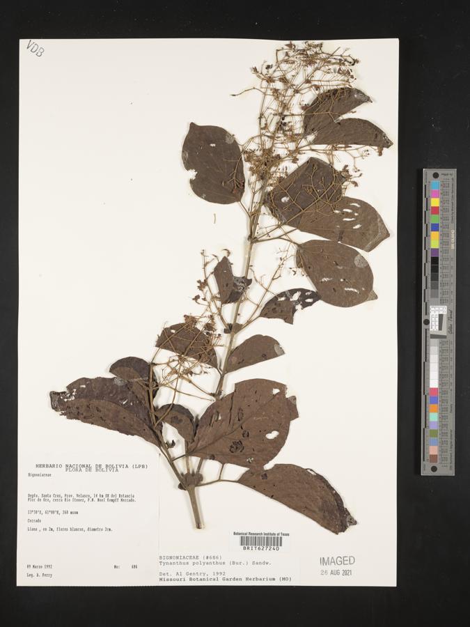 Tynanthus polyanthus image