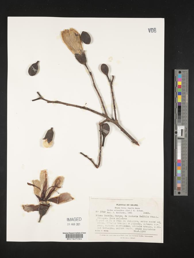 Ceiba erianthos image