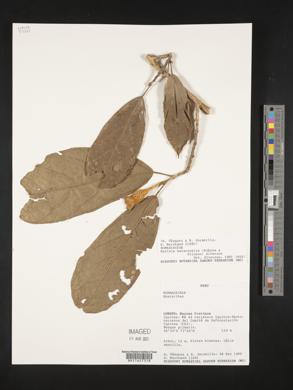 Matisia malacocalyx image