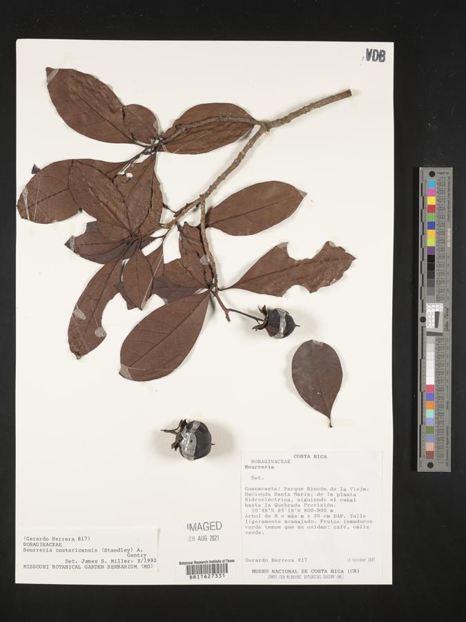 Bourreria costaricensis image