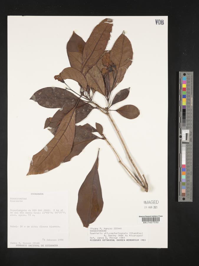 Bourreria costaricensis image