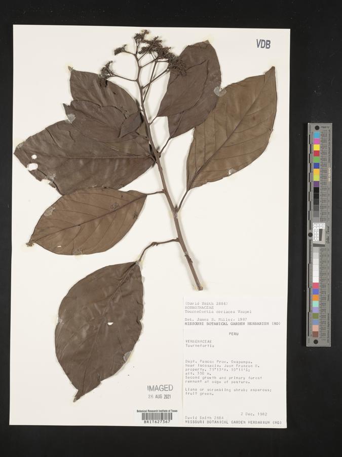 Tournefortia coriacea image