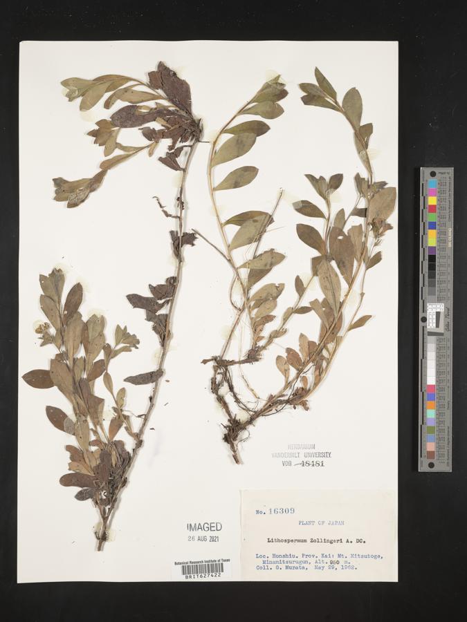 Aegonychon zollingeri image