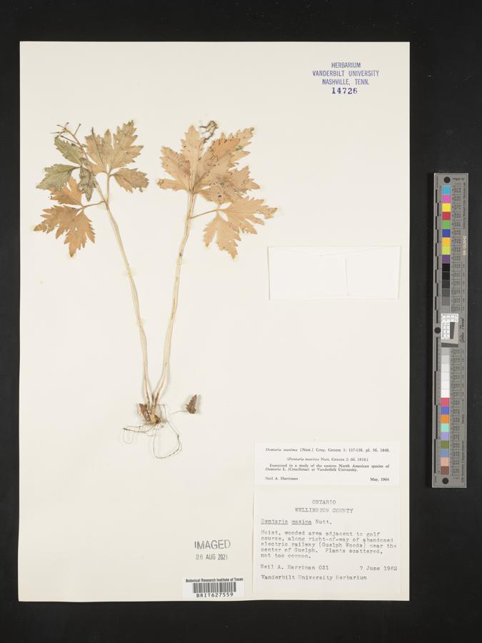 Dentaria maxima image