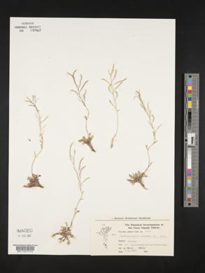 Cardaminopsis petraea image