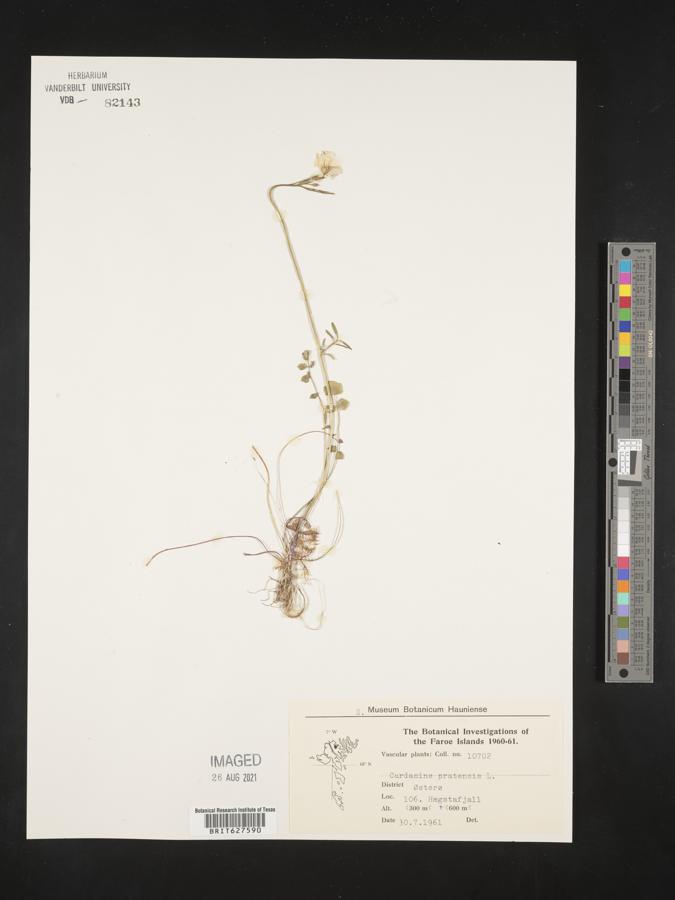 Cardamine pratensis image