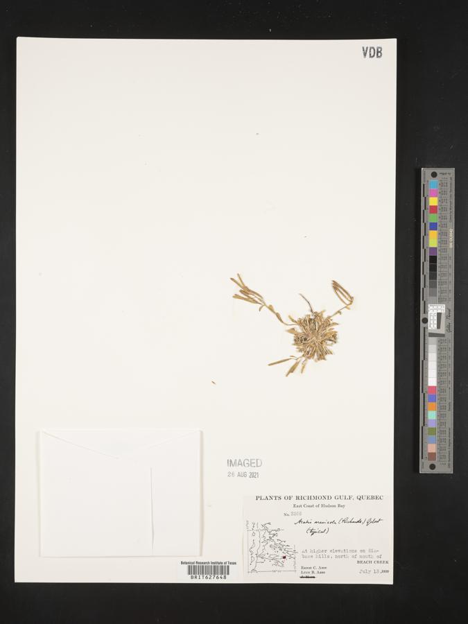 Arabis arenicola image