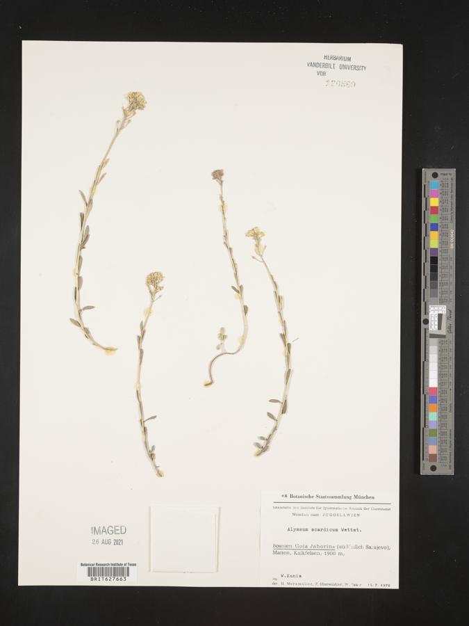 Alyssum pirinicum image