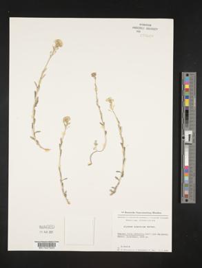 Image of Alyssum pirinicum