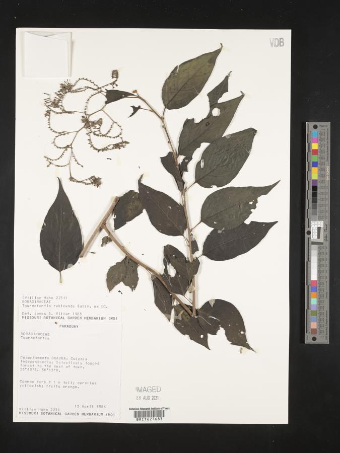 Tournefortia rubicunda image