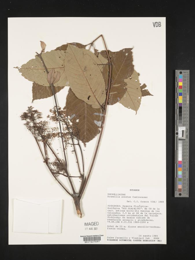 Brunellia acostae image