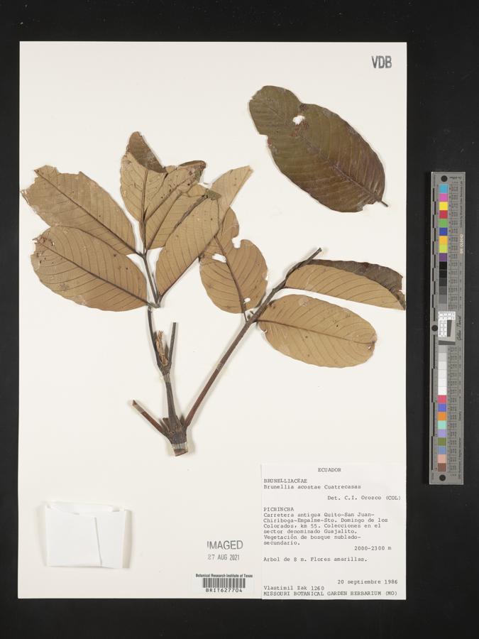 Brunellia acostae image