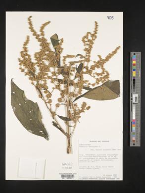 Buddleja americana image