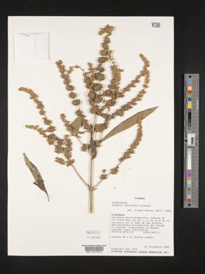 Buddleja americana image