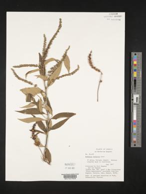 Buddleja asiatica image