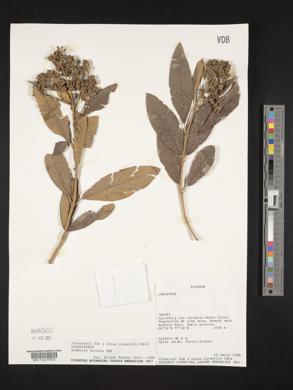 Buddleja bullata image