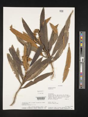 Buddleja incana image