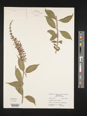 Buddleja japonica image