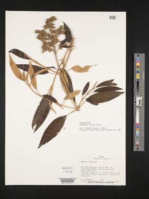 Buddleja nitida image