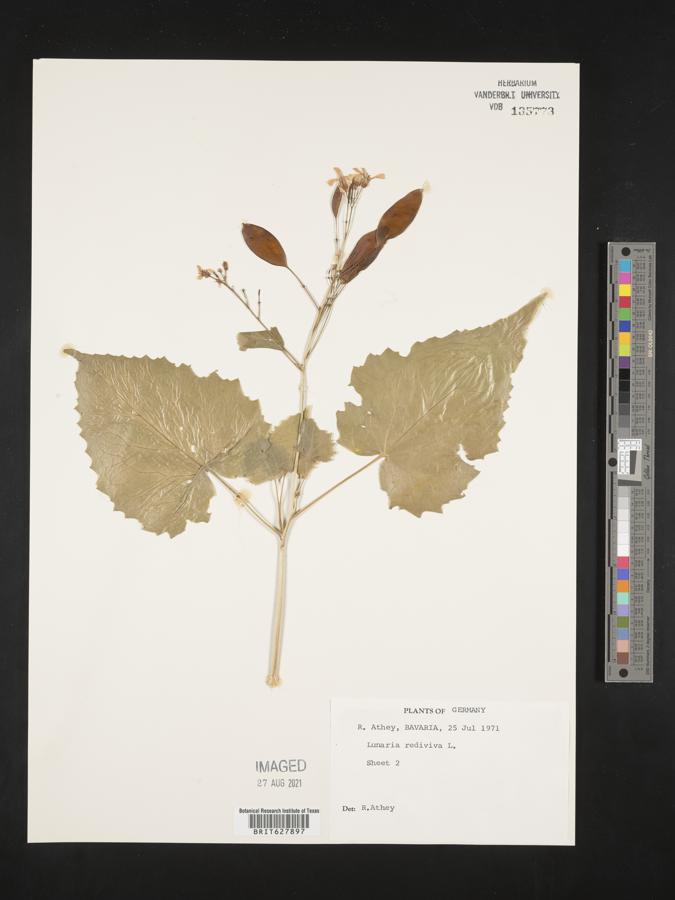 Lunaria rediviva image